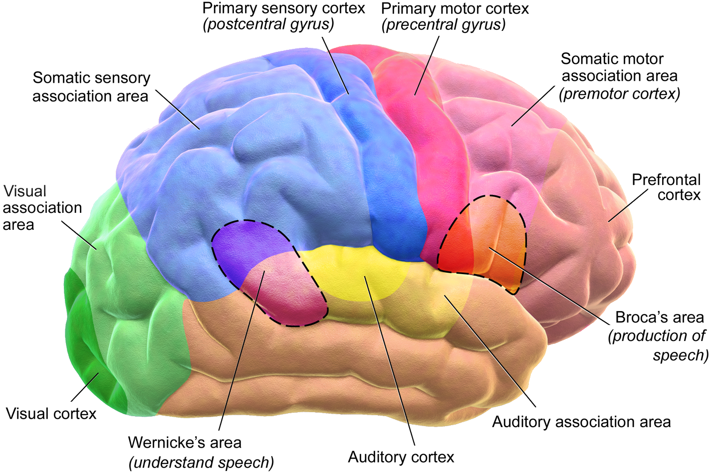Frontal Lobe Causes Picture Symptoms And Treatment