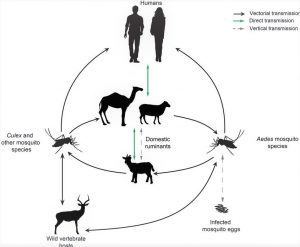 Rift Valley Fever - Causes, Symptoms, Diagnosis And Treatment